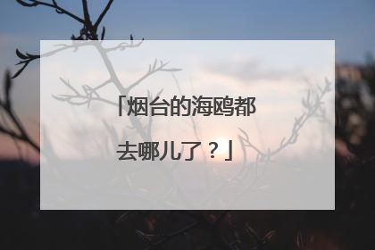 烟台的海鸥都去哪儿了？