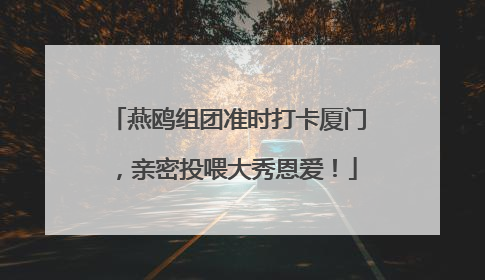 燕鸥组团准时打卡厦门，亲密投喂大秀恩爱！
