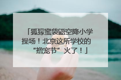 狐獴蜜袋鼯空降小学操场！北京这所学校的“撸宠节”火了！