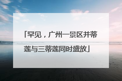 罕见，广州一景区并蒂莲与三蒂莲同时盛放