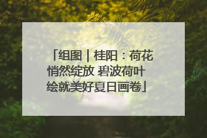 组图｜桂阳：荷花悄然绽放 碧波荷叶绘就美好夏日画卷