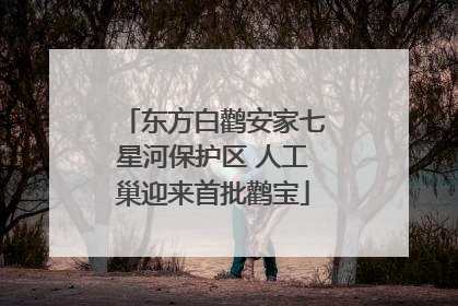 东方白鹳安家七星河保护区 人工巢迎来首批鹳宝