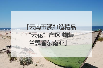 云南玉溪打造精品“云花”产区 蝴蝶兰飘香东南亚