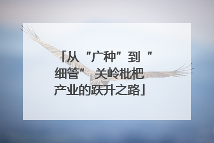 从“广种”到“细管” 关岭枇杷产业的跃升之路