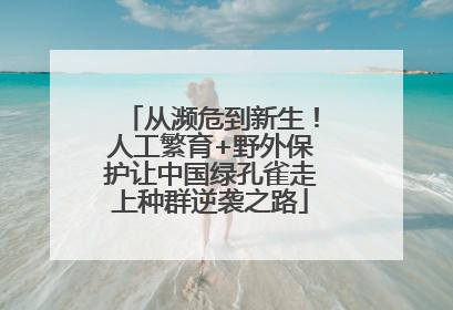 从濒危到新生！人工繁育+野外保护让中国绿孔雀走上种群逆袭之路