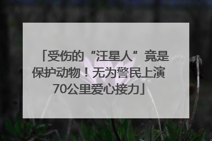 受伤的“汪星人”竟是保护动物！无为警民上演70公里爱心接力