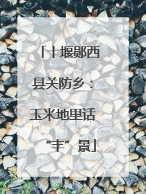 十堰郧西县关防乡：玉米地里话“丰”景