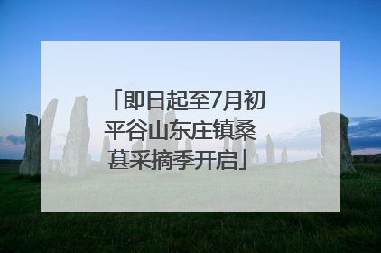 即日起至7月初 平谷山东庄镇桑葚采摘季开启