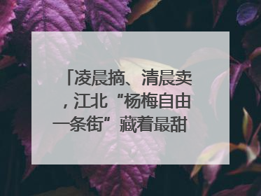 凌晨摘、清晨卖，江北“杨梅自由一条街”藏着最甜的烟火气