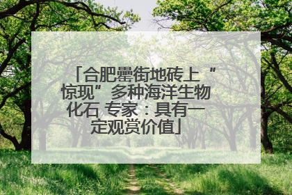 合肥罍街地砖上“惊现”多种海洋生物化石 专家：具有一定观赏价值