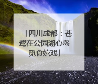 四川成都：苍鹭在公园湖心岛觅食嬉戏