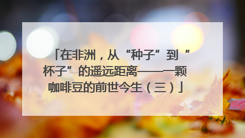 在非洲，从“种子”到“杯子”的遥远距离——一颗咖啡豆的前世今生（三）