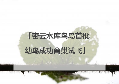 密云水库鸟岛首批幼鸟成功离巢试飞