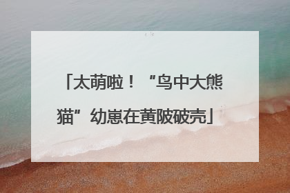 太萌啦！“鸟中大熊猫”幼崽在黄陂破壳