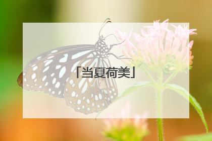 当夏荷美