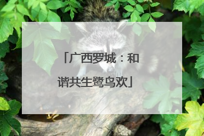 广西罗城：和谐共生鹭鸟欢