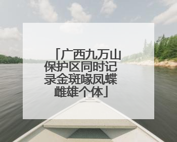 广西九万山保护区同时记录金斑喙凤蝶雌雄个体