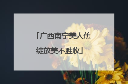 广西南宁美人蕉绽放美不胜收