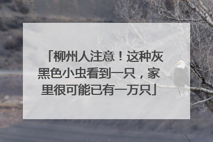 柳州人注意！这种灰黑色小虫看到一只，家里很可能已有一万只