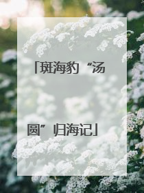斑海豹“汤圆”归海记