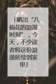 晒出“八仙花的浪漫时刻”，今天，不少读者将这份浪漫延续到家里