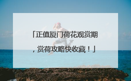 正值厦门荷花观赏期，赏荷攻略快收藏！
