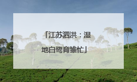 江苏泗洪：湿地白鹭育雏忙