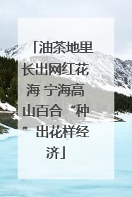 油茶地里长出网红花海 宁海高山百合“种”出花样经济