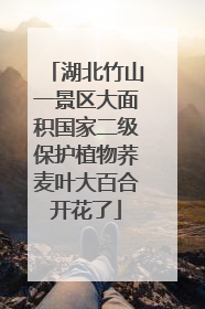 湖北竹山一景区大面积国家二级保护植物荞麦叶大百合开花了