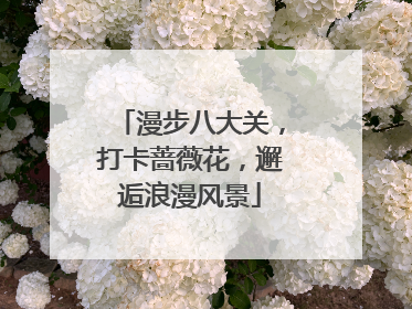 漫步八大关，打卡蔷薇花，邂逅浪漫风景
