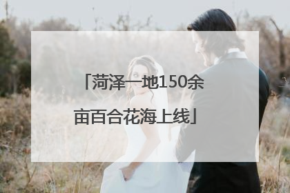 菏泽一地150余亩百合花海上线