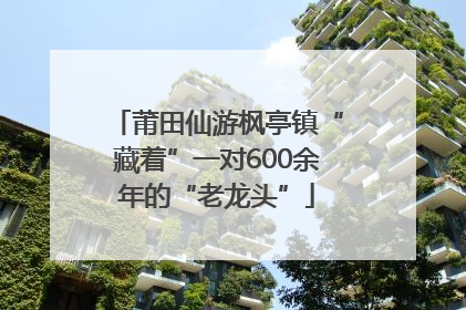 莆田仙游枫亭镇“藏着”一对600余年的“老龙头”