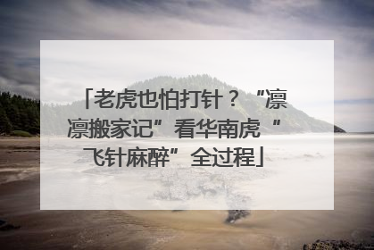 老虎也怕打针？“凛凛搬家记”看华南虎“飞针麻醉”全过程