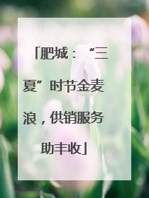肥城：“三夏”时节金麦浪，供销服务助丰收