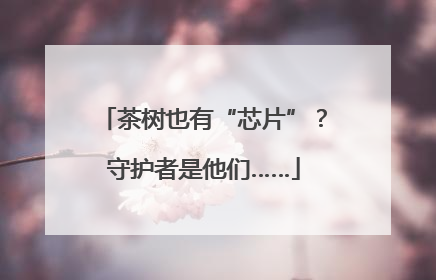 茶树也有“芯片”？守护者是他们……