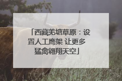 西藏羌塘草原：设置人工鹰架 让更多猛禽翱翔天空