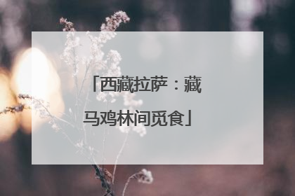西藏拉萨：藏马鸡林间觅食
