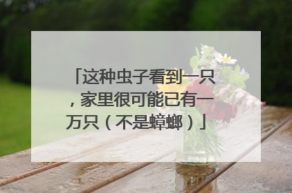 这种虫子看到一只，家里很可能已有一万只（不是蟑螂）