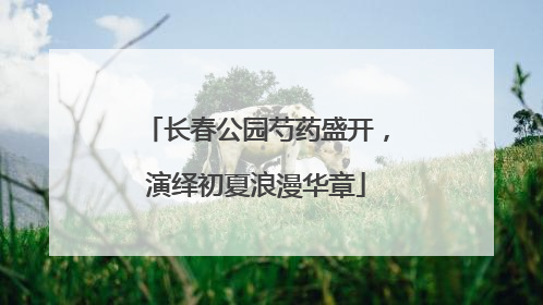 长春公园芍药盛开，演绎初夏浪漫华章