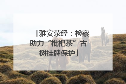 雅安荥经：检察助力“枇杷茶”古树挂牌保护