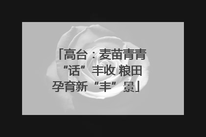 高台：麦苗青青“话”丰收 粮田孕育新“丰”景