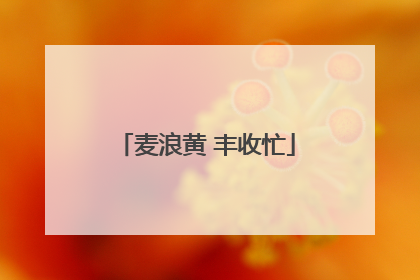 麦浪黄 丰收忙