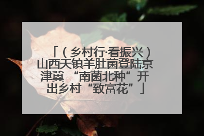 （乡村行·看振兴）山西天镇羊肚菌登陆京津冀 “南菌北种”开出乡村“致富花”